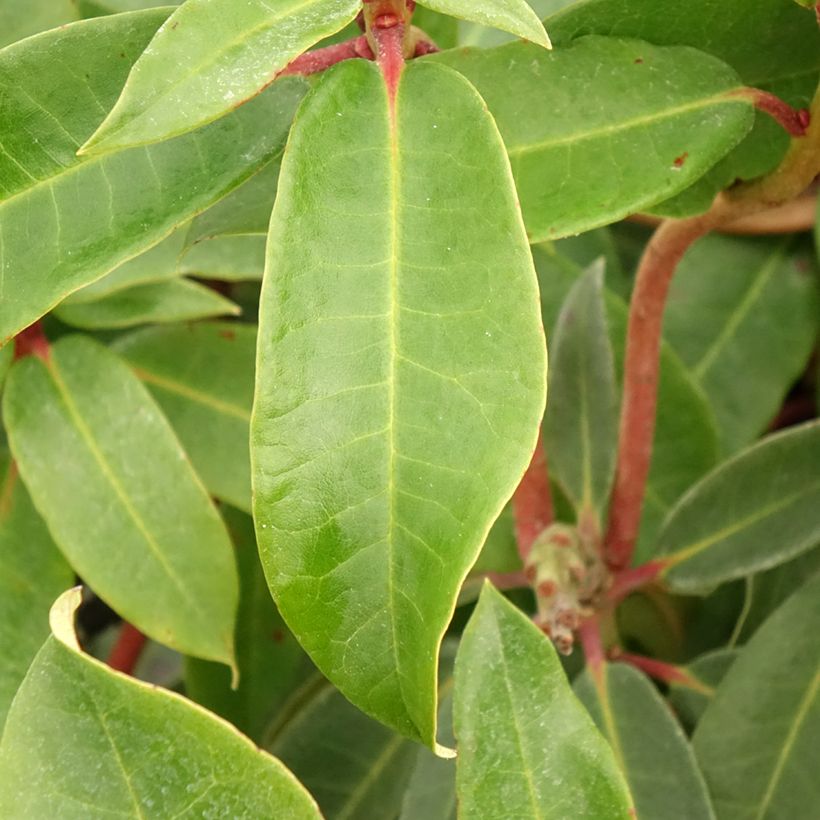 Rhododendron Halfdan Lem (Folhagem)