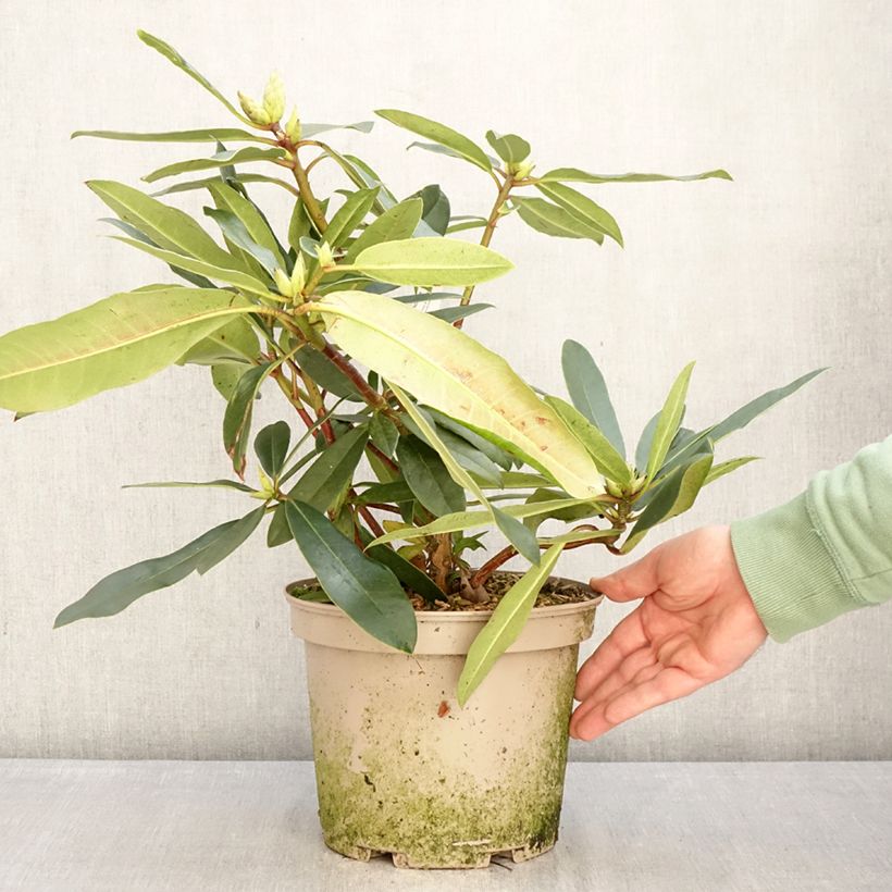 Amostra de Rhododendron Halopeanum Vaso de 4 L/5 L tal como entregue no inverno