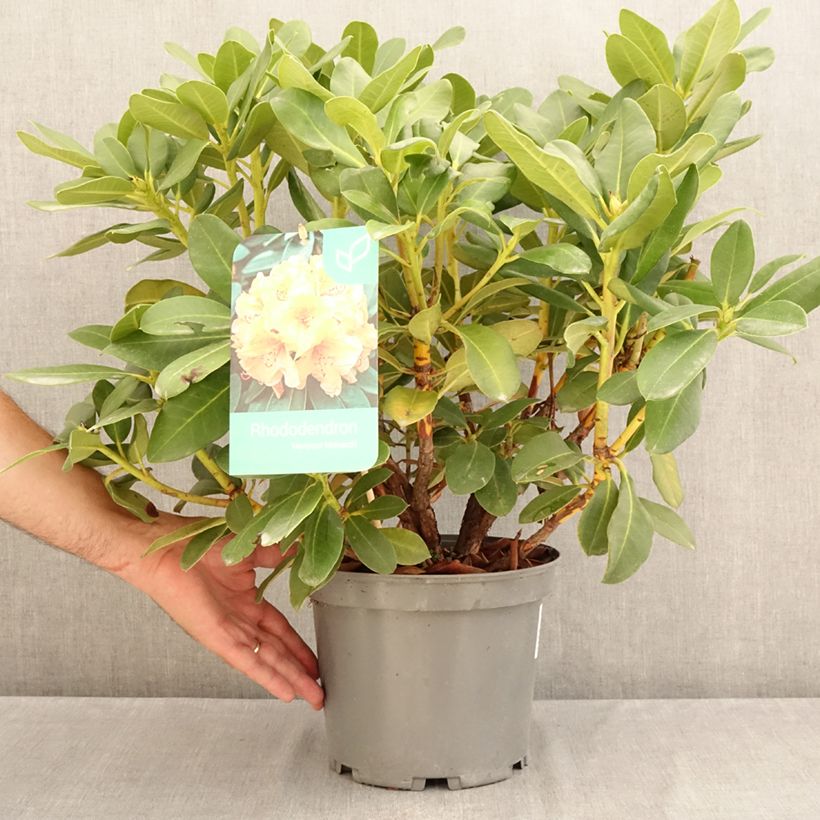 Amostra de Rhododendron Horizon Monarch Vaso de 4 L/5 L tal como entregue no verão