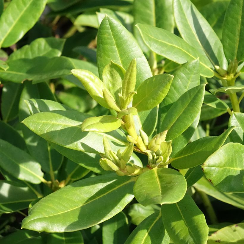 Rhododendron Easydendron INKARHO Belkanto (Folhagem)