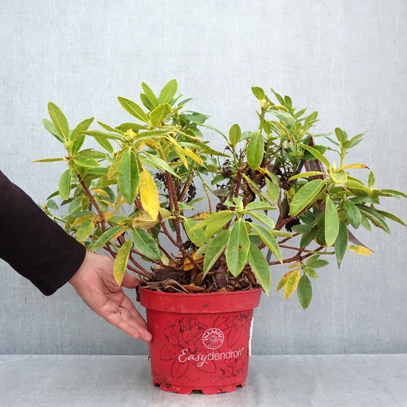 Amostra de Rhododendron Easydendron INKARHO Belkanto Vaso de 4 L/5 L tal como entregue no outono