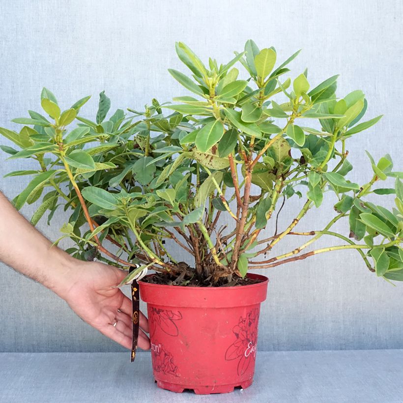 Amostra de Rhododendron Easydendron INKARHO Belkanto Vaso de 4 L/5 L tal como entregue no verão