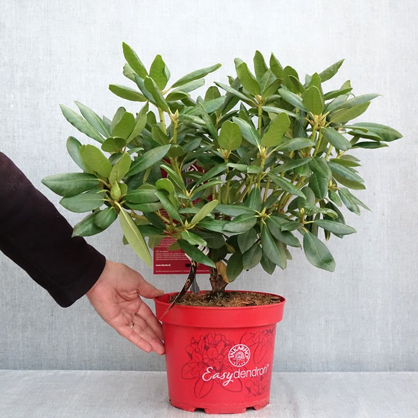 Amostra de Rhododendron Easydendron INKARHO English Roseum Vaso de 4 L/5 L tal como entregue no outono