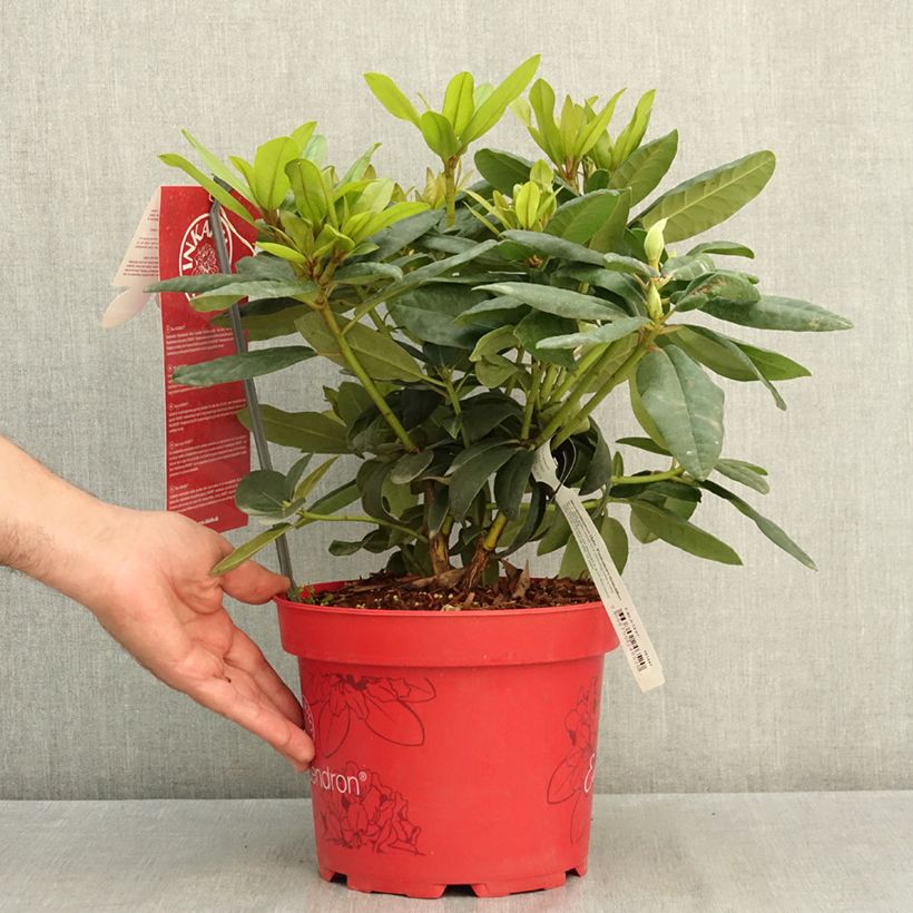 Amostra de Rhododendron Easydendron INKARHO Grandiflorum Vaso de 4 L/5 L tal como entregue no verão