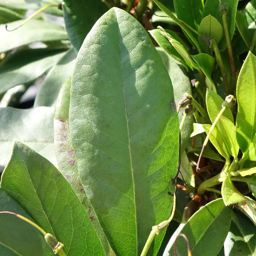 Rhododendron Easydendron INKARHO Orakel (Folhagem)