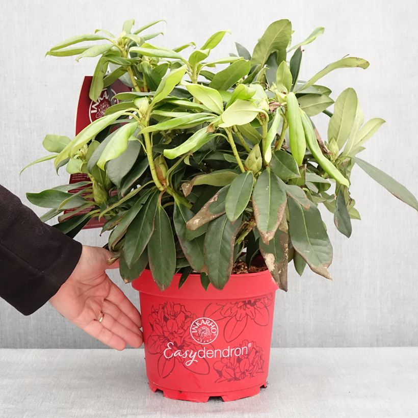 Amostra de Rhododendron hybride Easydendron INKARHO Orakel Pot de 7,5L/10L tal como entregue no inverno
