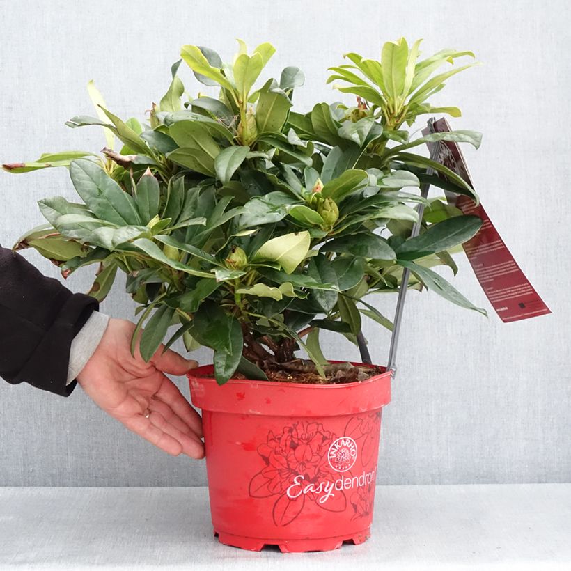 Amostra de Rhododendron Easydendron INKARHO Orakel Vaso de 7,5 L/10 L tal como entregue na primavera