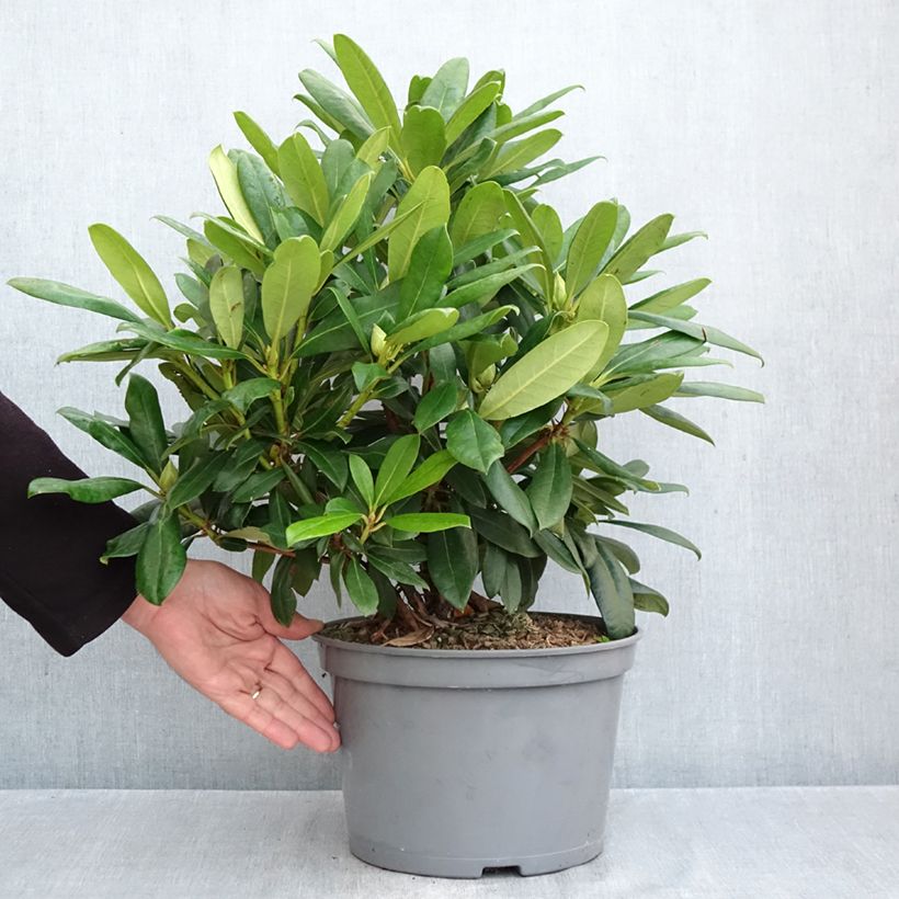 Amostra de Rhododendron Easydendron INKARHO Orakel Vaso de 7,5 L/10 L tal como entregue no outono