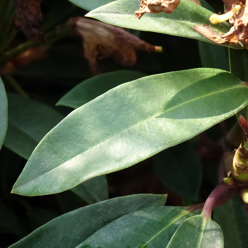 Rhododendron Easydendron INKARHO Pfauenauge (Folhagem)