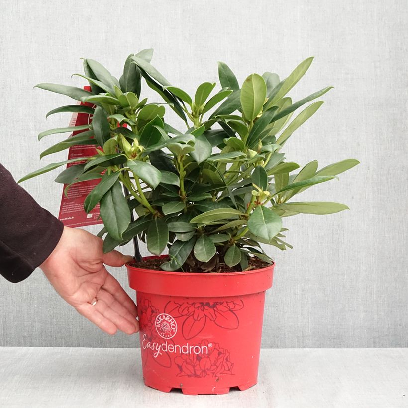 Amostra de Rhododendron Easydendron INKARHO Pfauenauge Vaso de 4 L/5 L tal como entregue no outono