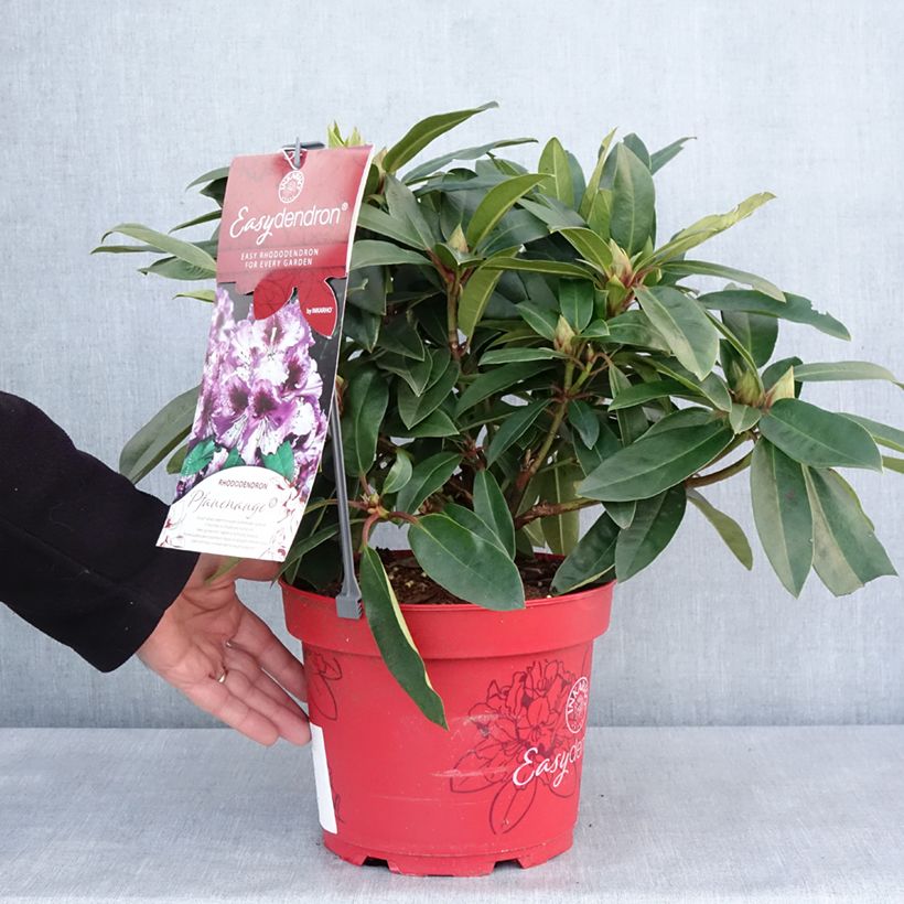 Amostra de Rhododendron hybride Easydendron INKARHO Pfauenauge Vaso de 4 L/5 L tal como entregue no inverno
