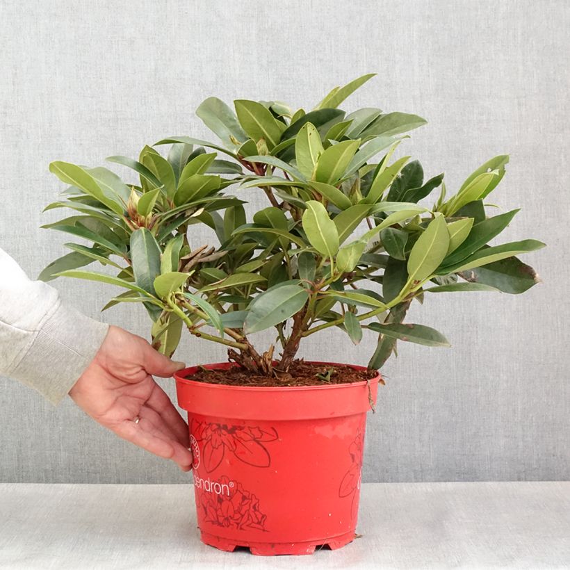 Amostra de Rhododendron Easydendron INKARHO Pfauenauge Vaso de 4 L/5 L tal como entregue na primavera