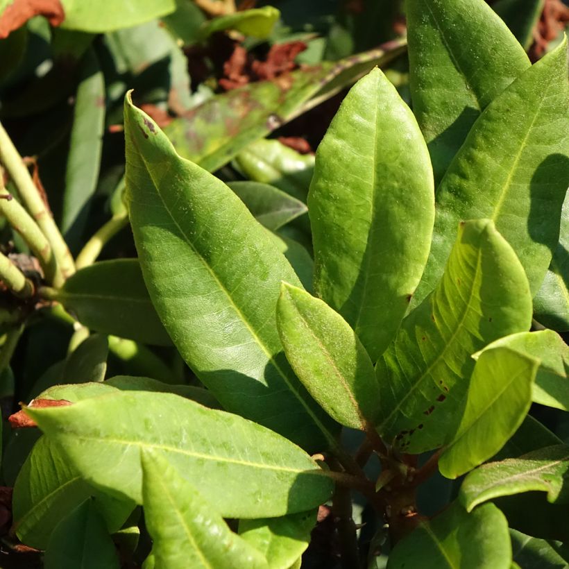 Rhododendron Easydendron INKARHO Rabatz (Folhagem)
