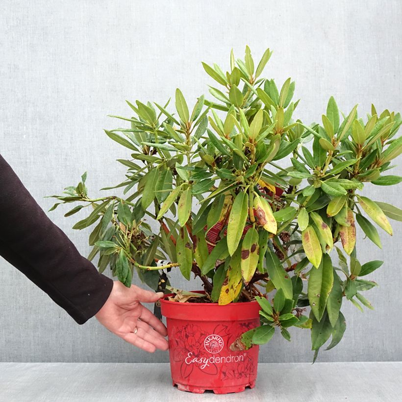 Amostra de Rhododendron Easydendron INKARHO Rabatz Vaso de 4 L/5 L tal como entregue no outono