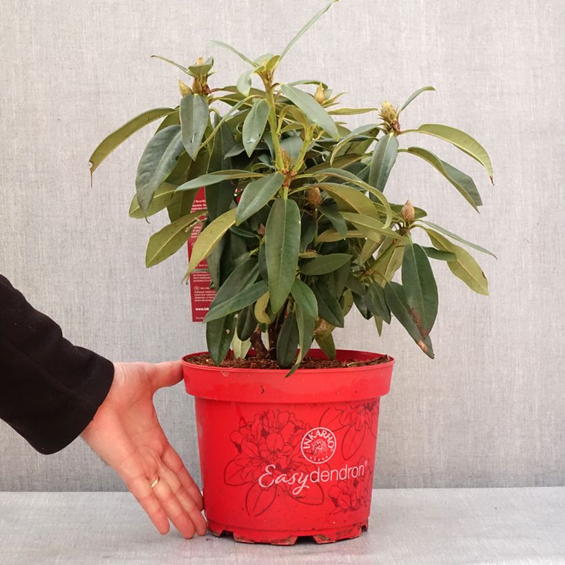 Amostra de Rhododendron hybride Easydendron INKARHO Rabatz Vaso de 4 L/5 L tal como entregue no inverno
