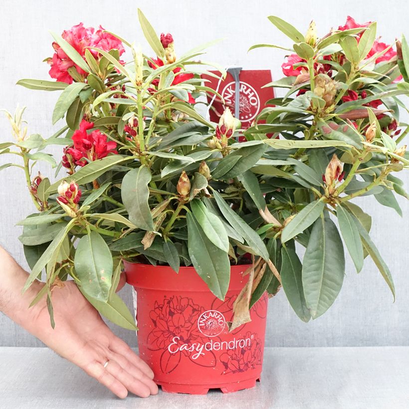 Amostra de Rhododendron Easydendron INKARHO Rabatz Vaso de 4 L/5 L tal como entregue na primavera