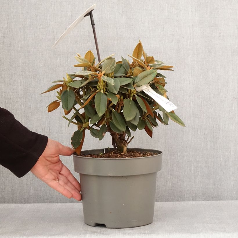 Amostra de Rhododendron hybride Easydendron INKARHO Rusty Dane Pot de 4L/5L tal como entregue no inverno