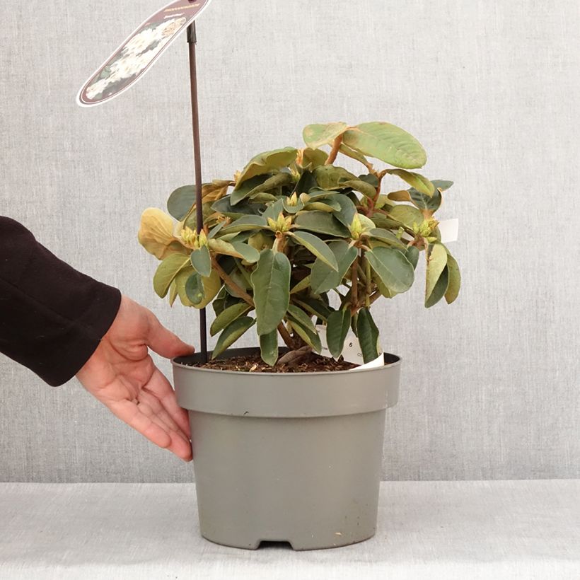 Amostra de Rhododendron hybride Easydendron INKARHO Special Dane Pot de 4L/5L tal como entregue no inverno