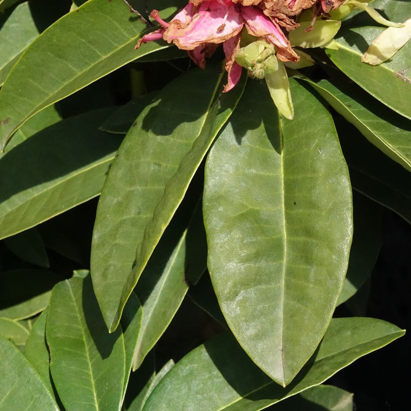 Rhododendron Inkarho Easydendron Diderk (Folhagem)