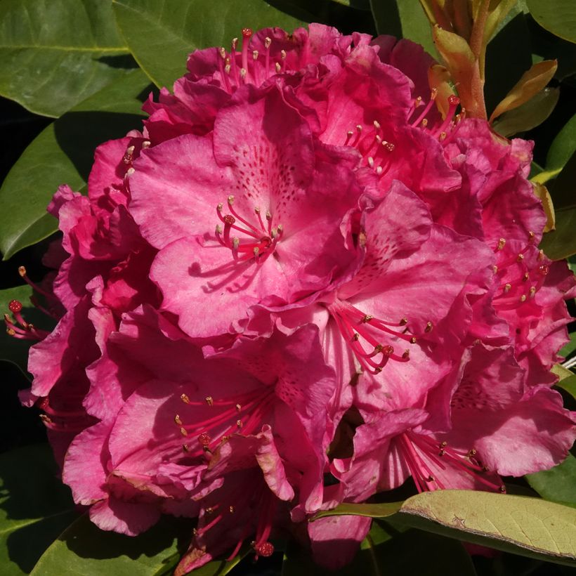 Rhododendron Inkarho Easydendron Diderk (Floração)