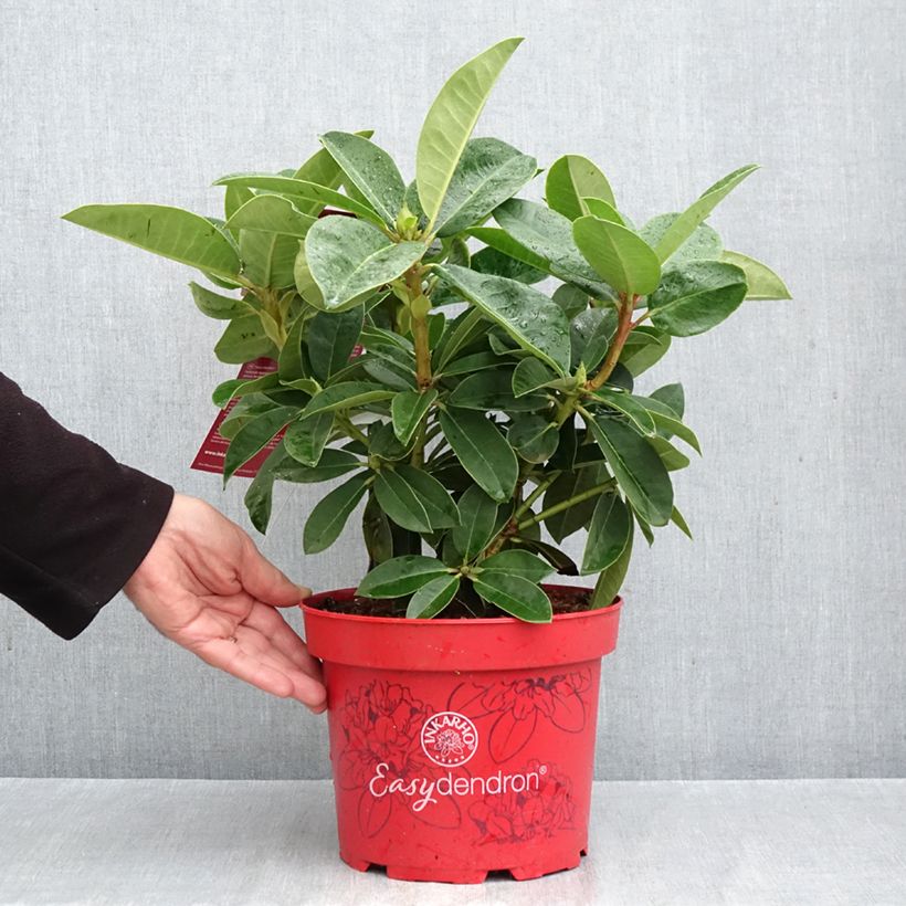 Amostra de Rhododendron Inkarho Easydendron Diderk Vaso de 4 L/5 L tal como entregue no outono