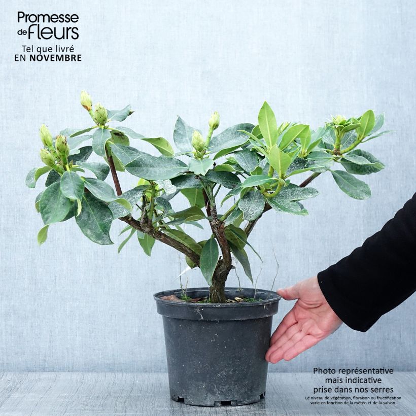 Amostra de Rhododendron Janet Ward Vaso de 4 L/5 L tal como entregue no outono