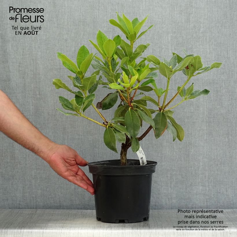 Amostra de Rhododendron Janet Ward Vaso de 4 L/5 L tal como entregue no verão