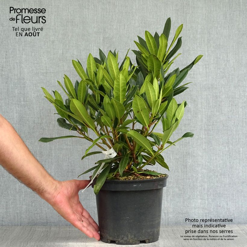 Amostra de Rhododendron Kabarett Vaso de 4 L/5 L tal como entregue no verão