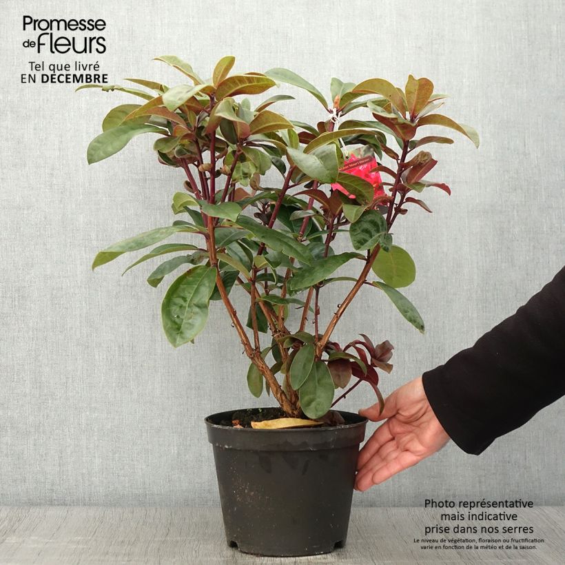 Amostra de Rhododendron Moser's Maroon Vaso de 4 L/5 L tal como entregue no outono