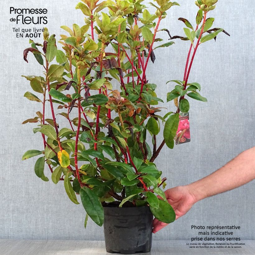 Amostra de Rhododendron Moser's Maroon Vaso de 4 L/5 L tal como entregue no verão
