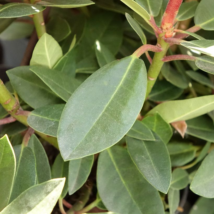 Rhododendron Raphaela (Folhagem)