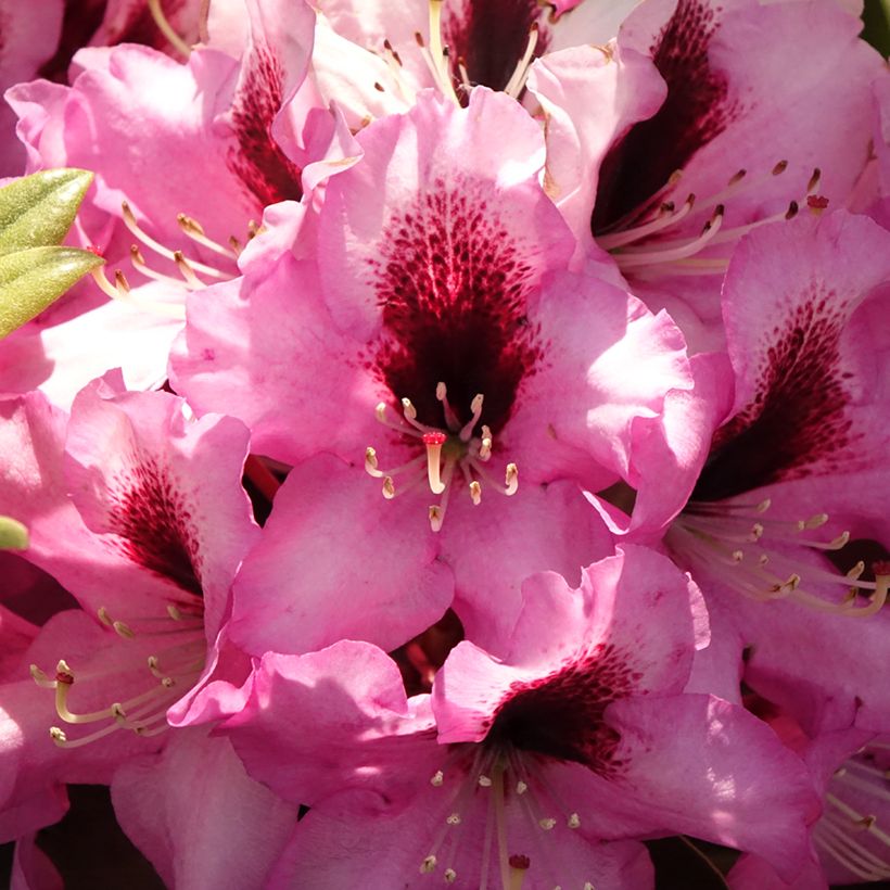 Rhododendron Raphaela (Floração)