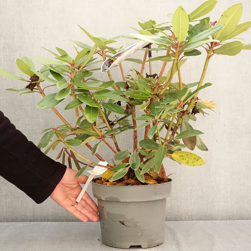 Amostra de Rhododendron Raphaela Vaso de 4 L/5 L tal como entregue no outono