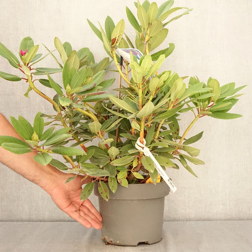 Amostra de Rhododendron Raphaela Vaso de 4 L/5 L tal como entregue no verão