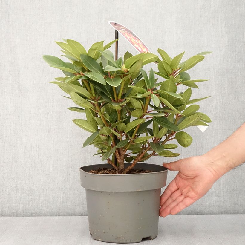Amostra de Rhododendron Raphaela Vaso de 4 L/5 L tal como entregue na primavera