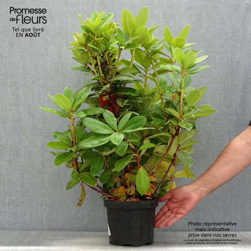 Amostra de Rhododendron Red Jack Vaso de 4 L/5 L tal como entregue no verão