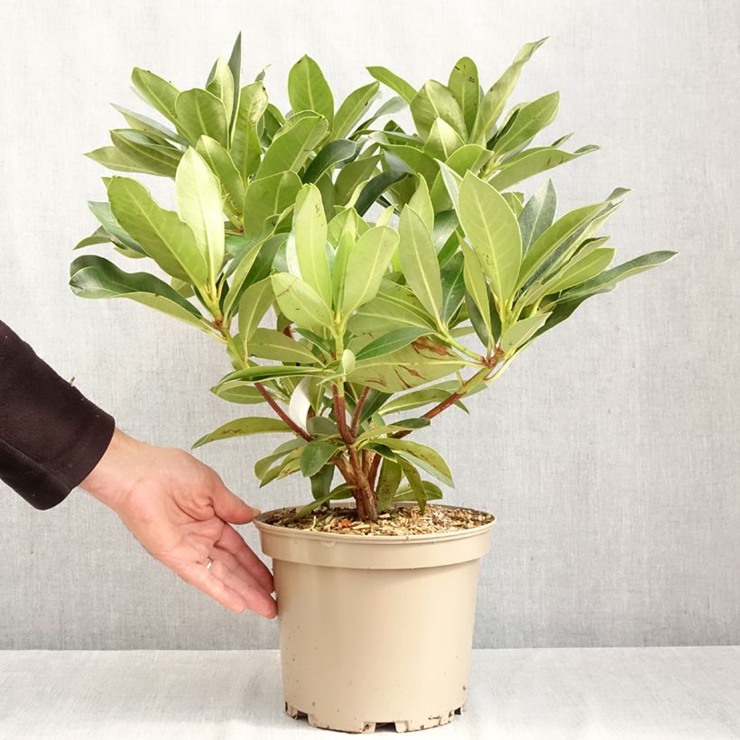 Amostra de Rhododendron Rwain Vaso de 4 L/5 L tal como entregue no outono