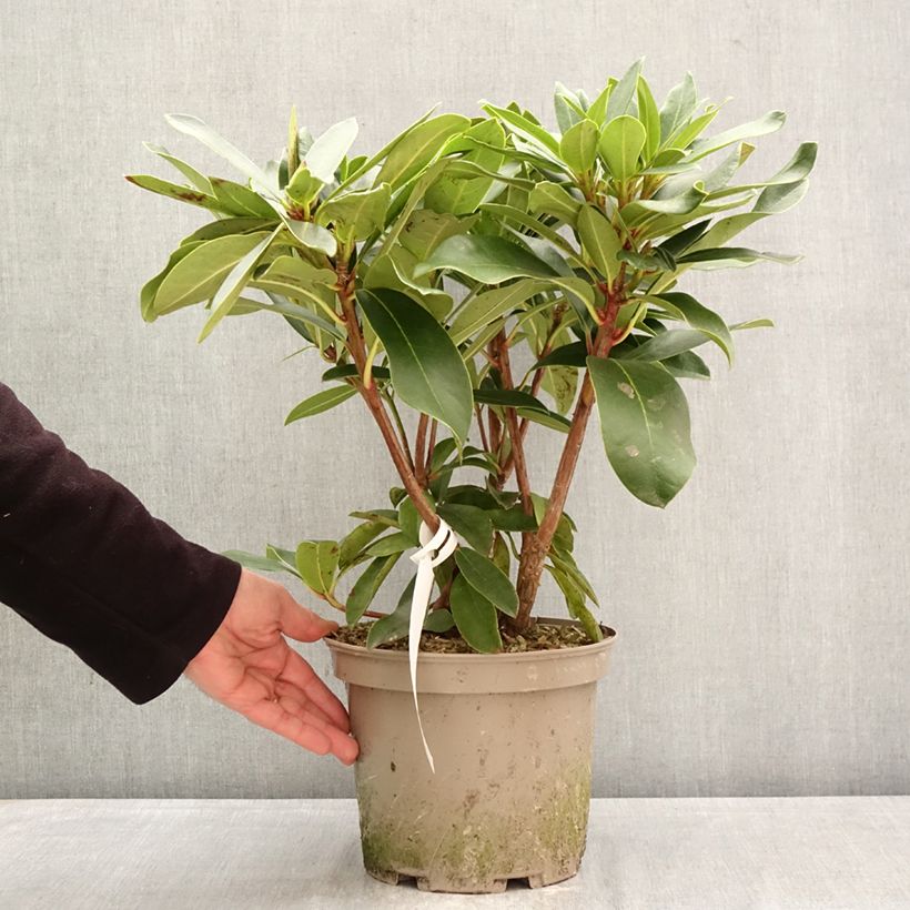 Amostra de Rhododendron Rwain Vaso de 4 L/5 L tal como entregue na primavera
