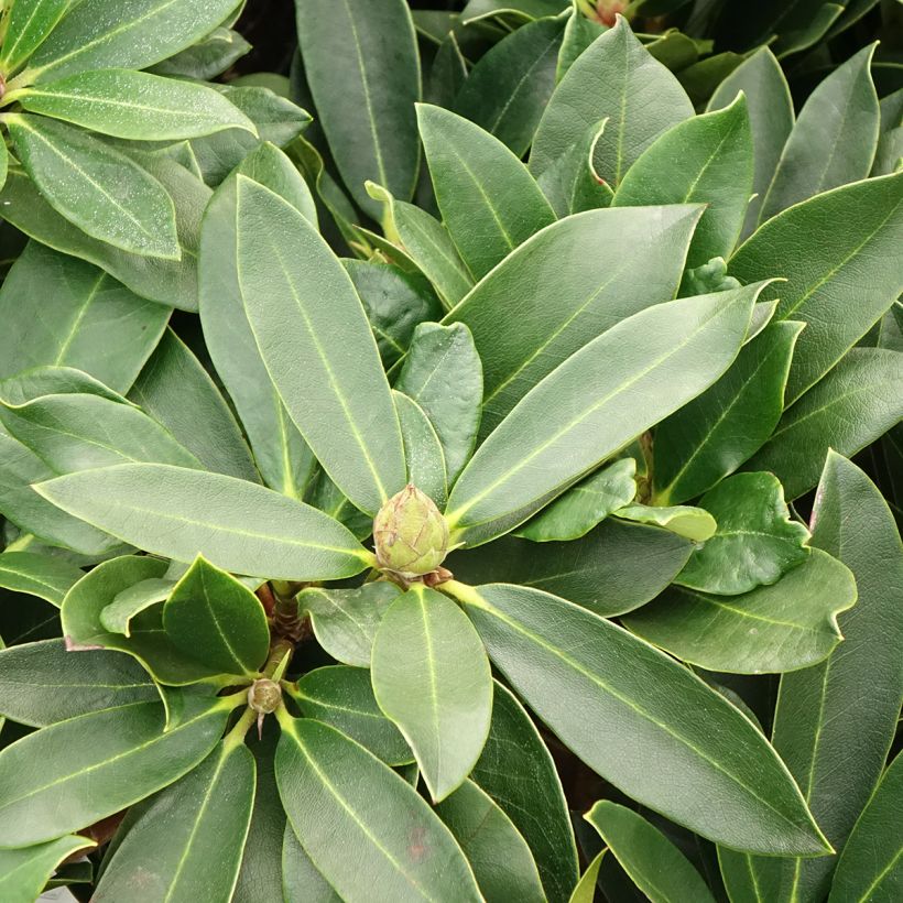 Rhododendron Rwain (Folhagem)