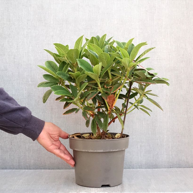 Amostra de Rhododendron Sun Fire Vaso de 4 L/5 L tal como entregue no outono