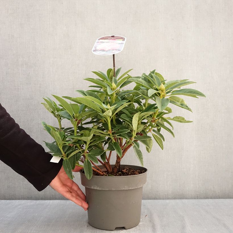 Amostra de Rhododendron Sun Fire Vaso de 4 L/5 L tal como entregue no inverno