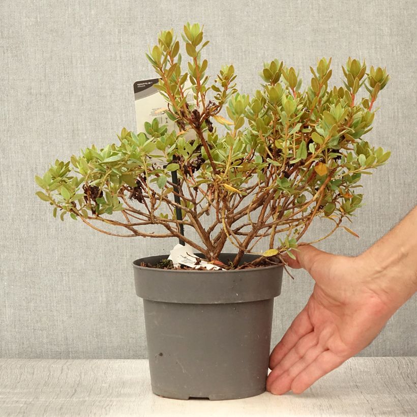 Amostra de Rhododendron impeditum Ramapo - Rododendro Anão Vaso de 2 L/3 L tal como entregue no verão