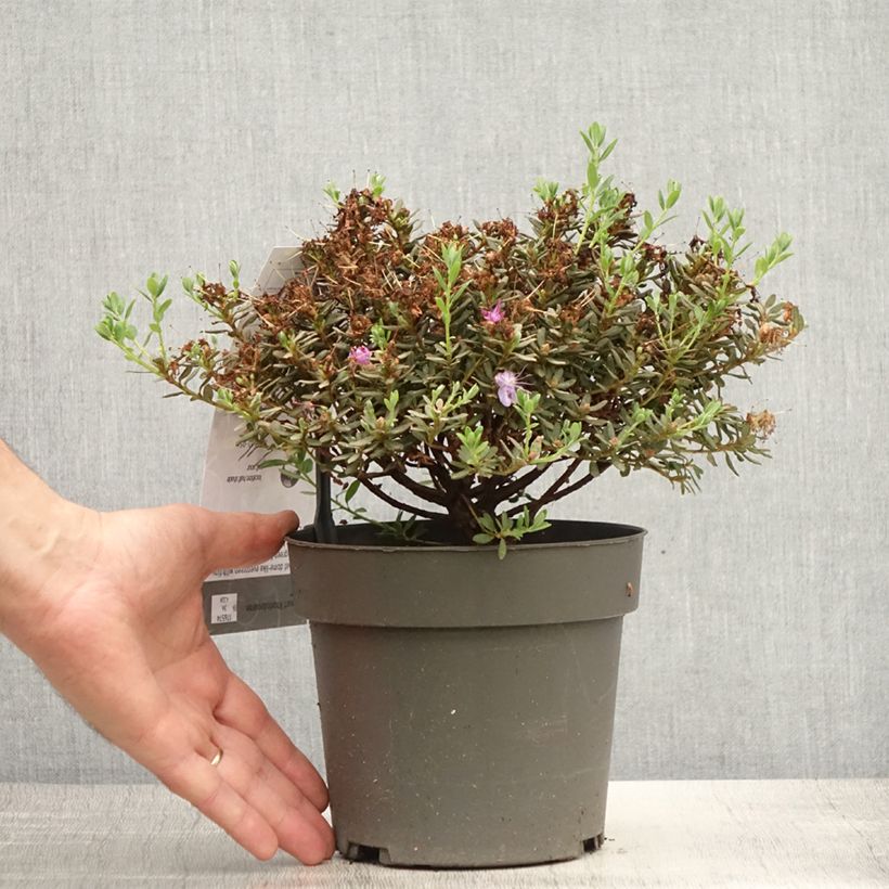 Amostra de Rhododendron impeditum - Rododendro Anão Vaso de 2 L/3 L tal como entregue no verão
