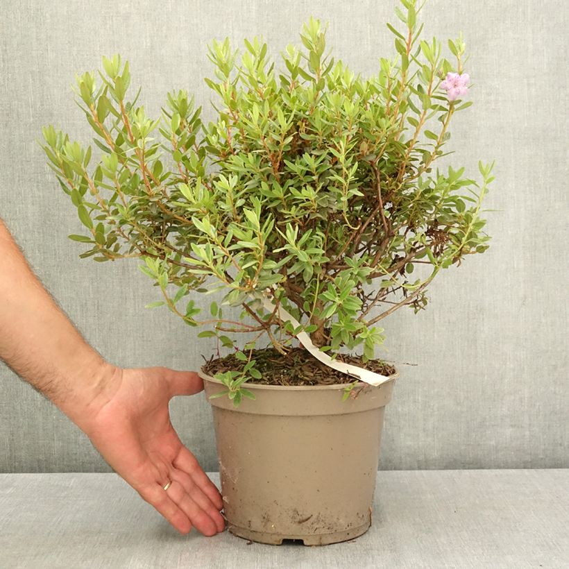 Amostra de Rhododendron impeditum Select - Rododendro Anão Vaso de 4 L/5 L tal como entregue no verão