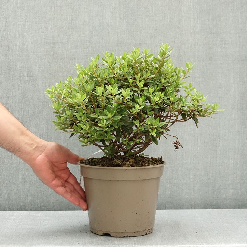 Amostra de Rhododendron impeditum Select - Rododendro Anão Vaso de 4 L/5 L tal como entregue na primavera