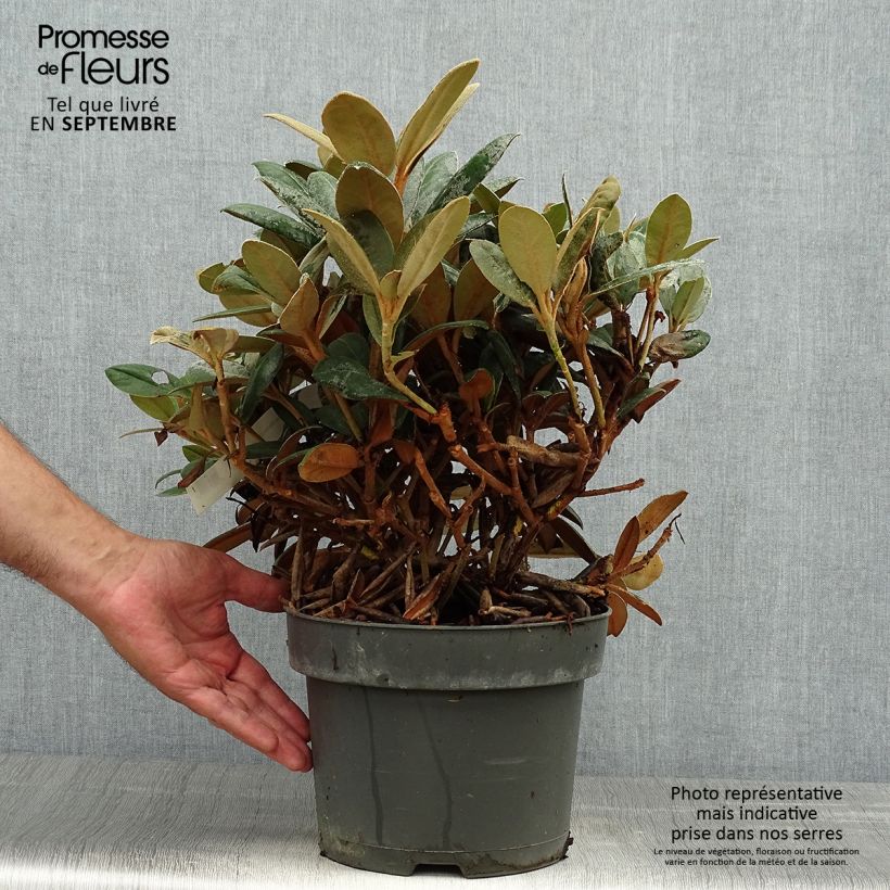 Amostra de Rhododendron INKARHO Bellini Vaso de 4 L/5 L tal como entregue no outono