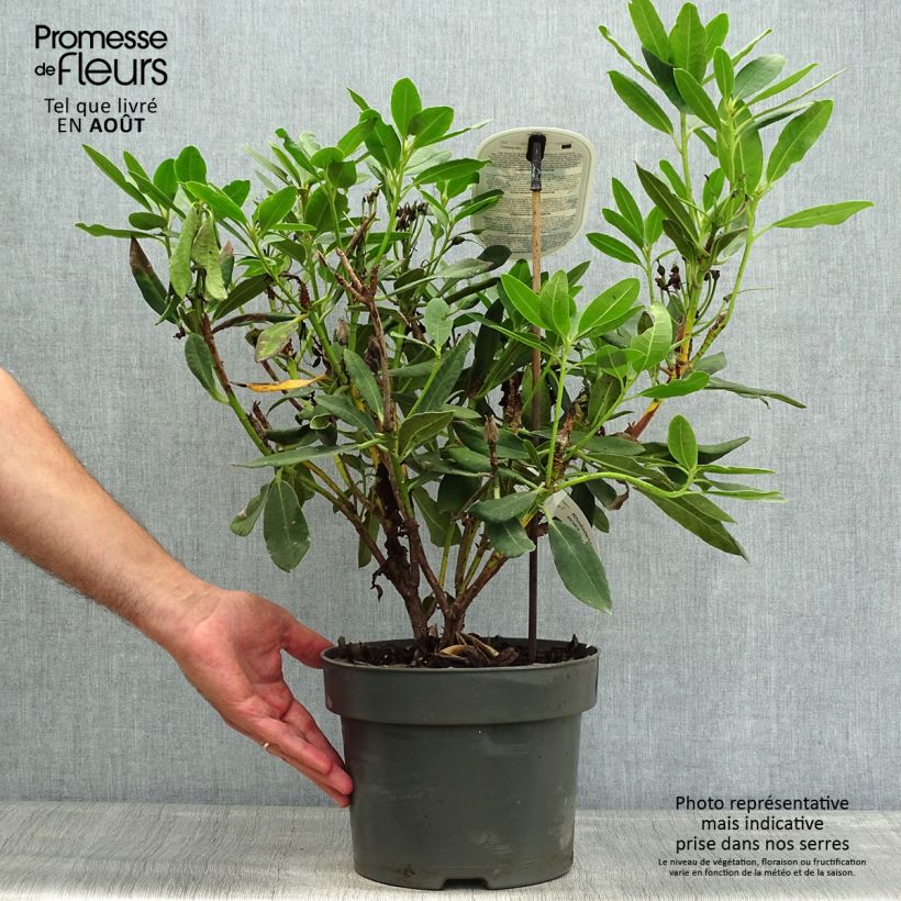 Amostra de Rhododendron INKARHO Bernstein Vaso de 4 L/5 L tal como entregue no verão