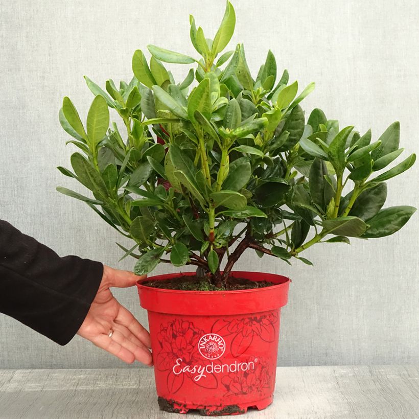 Amostra de Rhododendron INKARHO Brasilia Vaso de 4 L/5 L tal como entregue no outono