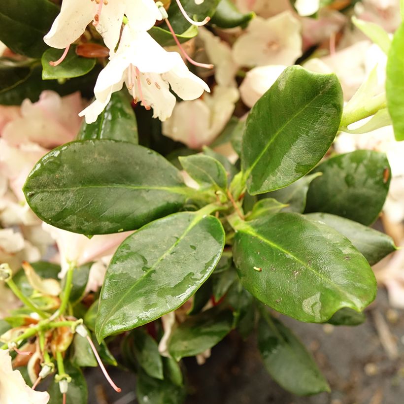 Rhododendron INKARHO Brasilia (Folhagem)