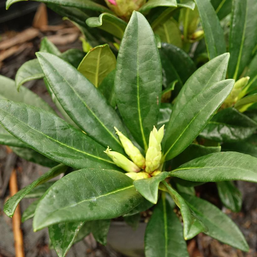 Rhododendron INKARHO Brigitte (Folhagem)